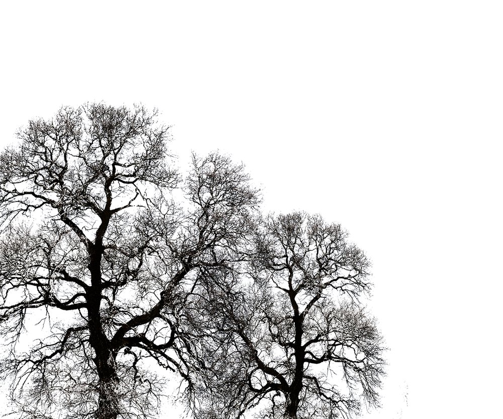 arbres noir sur blanc