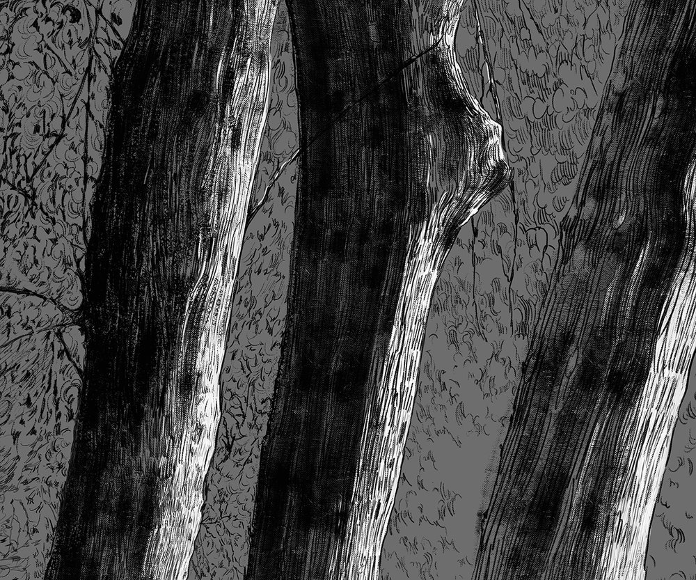 forêt au crayon noir sur gris