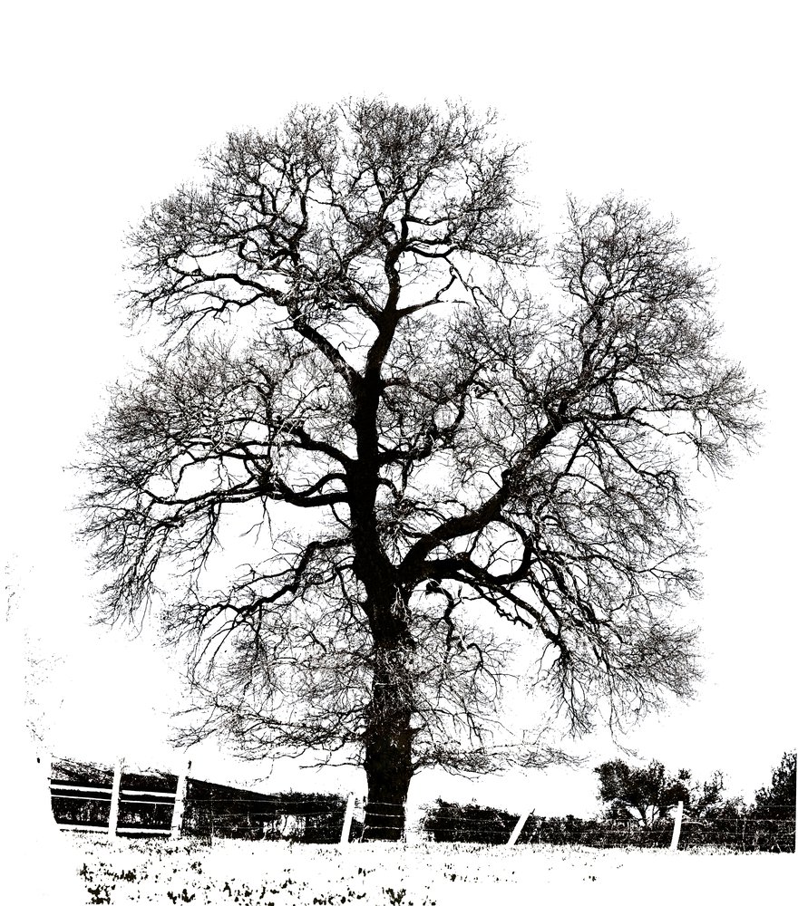 arbre noir sur blanc