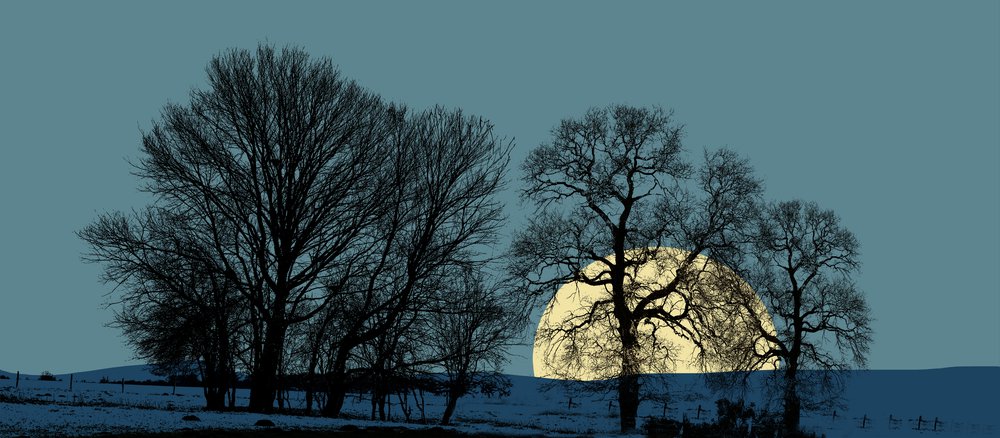 arbres et lever de lune