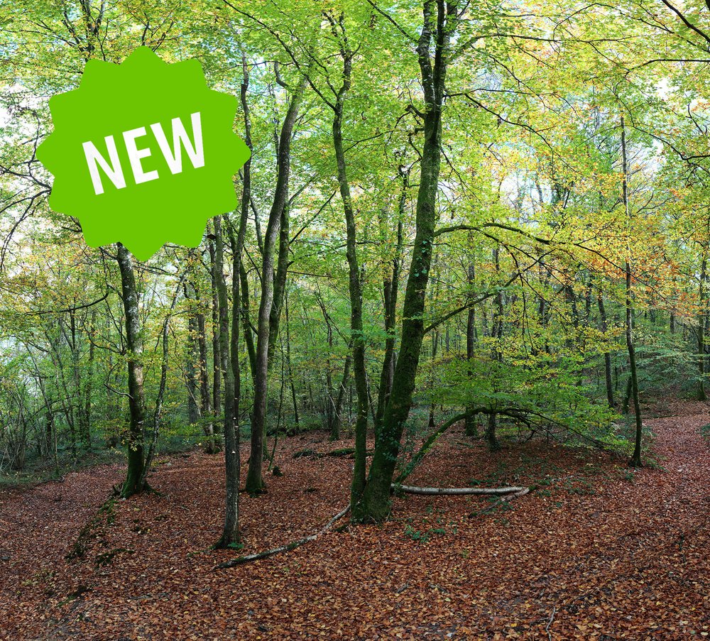 Forêt 7 - Couleurs d'Automne