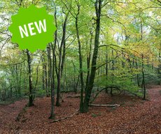 Forêt 7 - Couleurs d'Automne