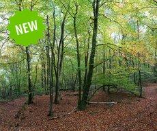 Forêt 7 - Couleurs d'Automne