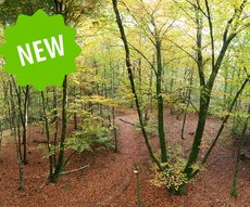 Forêt 8 - Hauteur d'Automne