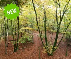 Forêt 8 - Hauteur d'Automne