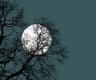 arbre et lune
