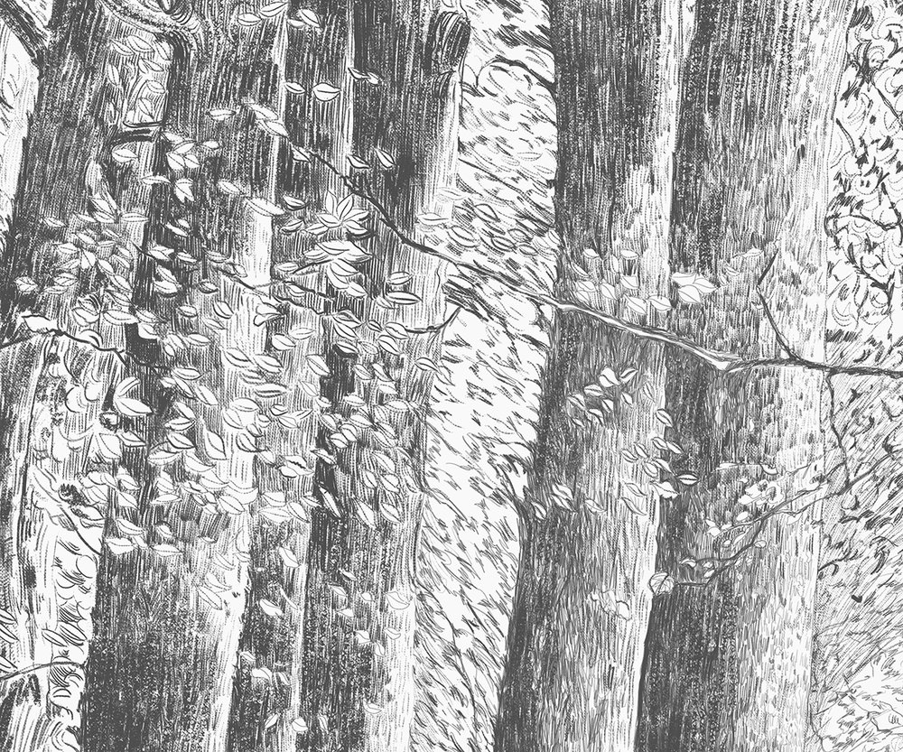 forêt au crayon gris