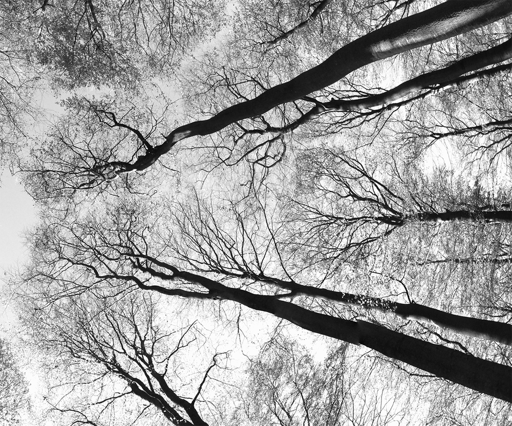 forêt 1 ronde noir & blanc