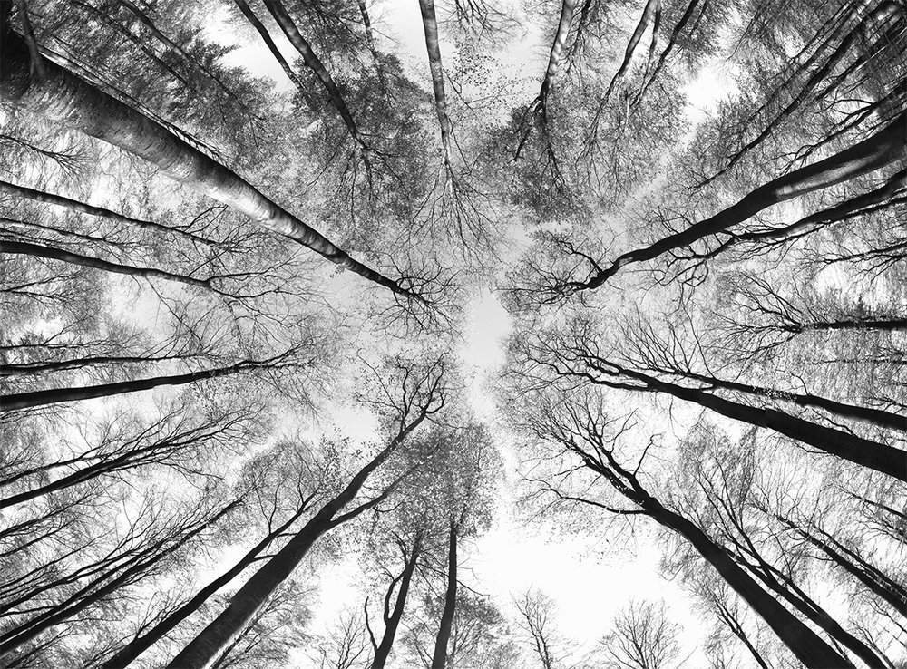 forêt 1 ronde noir & blanc