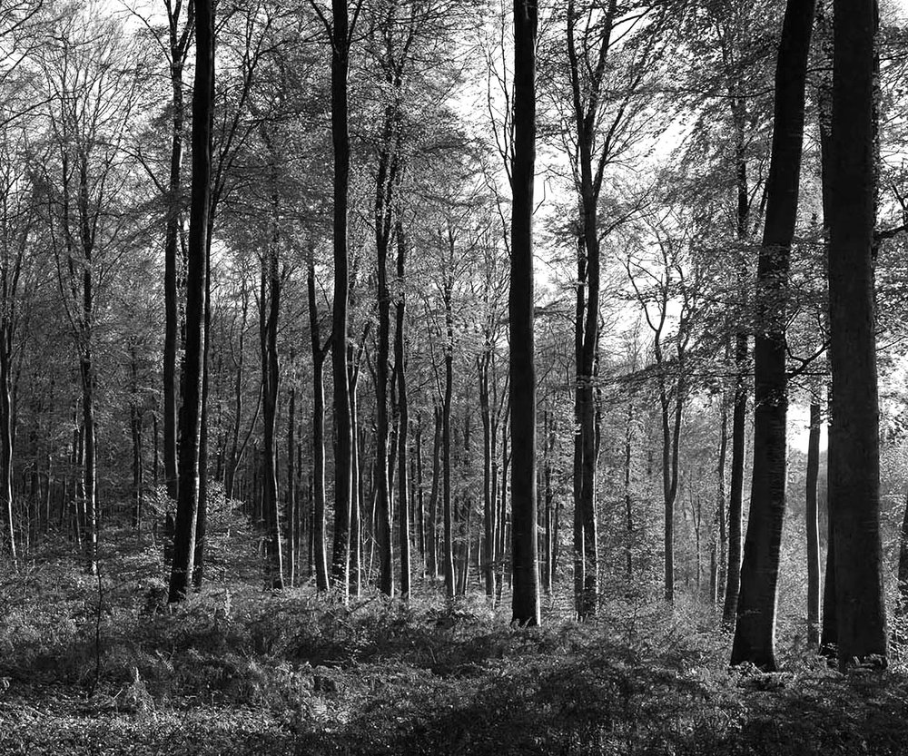 forêt 4 noir & blanc
